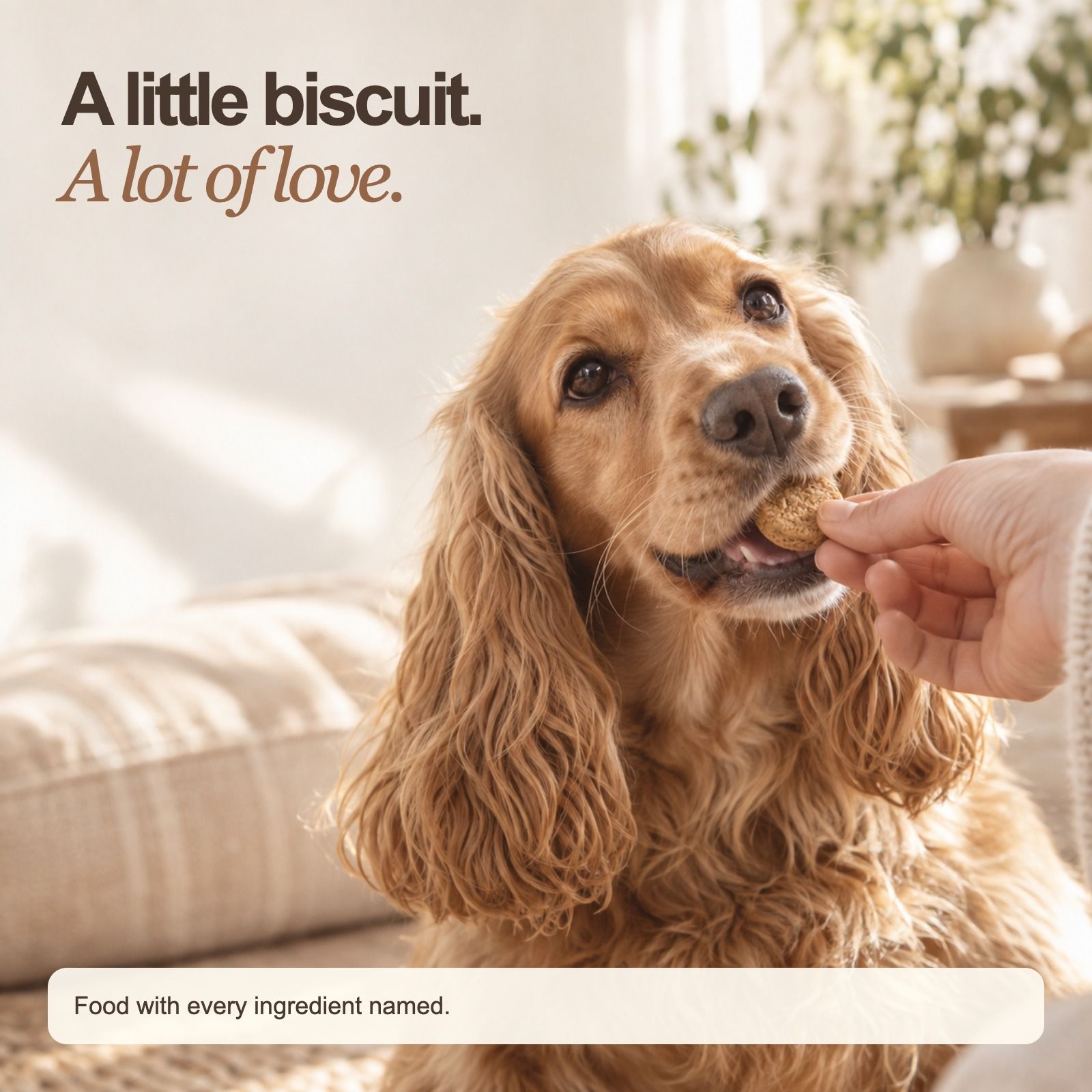 Skin & Coat — A little everyday love